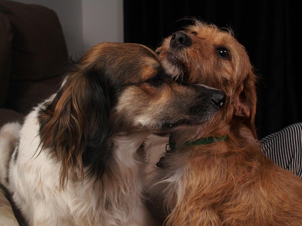 Alles, was Sie über die gesunde Ernährung Ihrer Haustiere wissen sollten: Ein umfassender Leitfaden